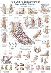 Lehrtafel fuß fußerkrankunge gebraucht kaufen  Wird an jeden Ort in Deutschland