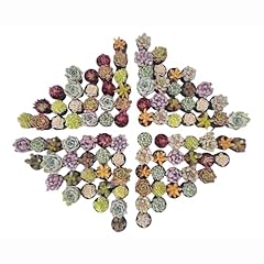 Sprout green assorted for sale  Delivered anywhere in USA 