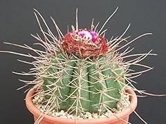 Melocactus ernestii ssp d'occasion  Livré partout en France