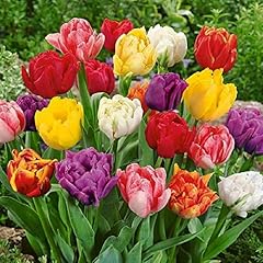 Tulipani doppi misti usato  Spedito ovunque in Italia 