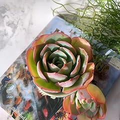 Echeveria neon glow for sale  Delivered anywhere in USA 