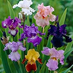 Iris germanica rizomi usato  Spedito ovunque in Italia 
