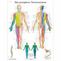 Scientific lehrtafel laminiert gebraucht kaufen  Wird an jeden Ort in Deutschland