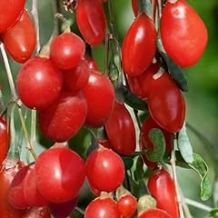 Inch goji berry for sale  Delivered anywhere in USA 