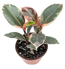 Ficus decora tineke for sale  Delivered anywhere in USA 