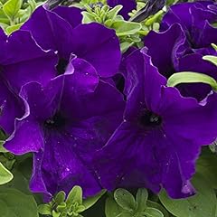 100 petunia nana for sale  Delivered anywhere in UK