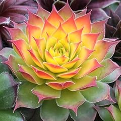 Yougarden sempervivum gold for sale  Delivered anywhere in UK