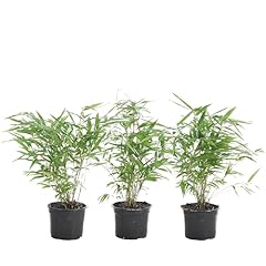 Bloomique 3er set gebraucht kaufen  Wird an jeden Ort in Deutschland
