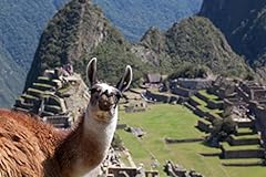 Friendly face machu for sale  Delivered anywhere in USA 