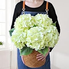 Jinwoe green hydrangea for sale  Delivered anywhere in USA 