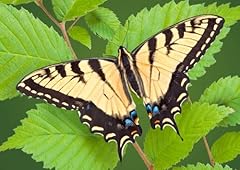 Swallowtail lenticular postcar for sale  Delivered anywhere in USA 