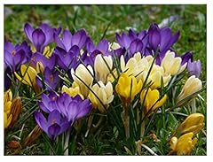 Oliwier bulbs crocus for sale  Delivered anywhere in UK