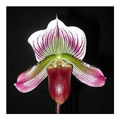 Paphiopedilum callosum orchid� d'occasion  Livré partout en France