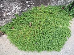Green carpet live for sale  Delivered anywhere in USA 