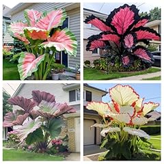 Elephant ear garden for sale  Delivered anywhere in USA 