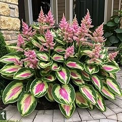 Perennial hosta evergreen for sale  Delivered anywhere in USA 