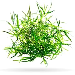 Guppy grass live for sale  Delivered anywhere in USA 