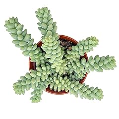 Succulent donkey tail for sale  Delivered anywhere in USA 