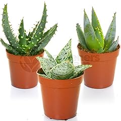 Aloe vera mix for sale  Delivered anywhere in UK