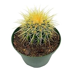 Bubbleblooms golden barrel for sale  Delivered anywhere in USA 