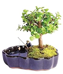 Flowers zen jade for sale  Delivered anywhere in USA 
