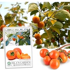 Date plum persimmon for sale  Delivered anywhere in USA 