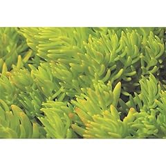 Sedum lemon ball d'occasion  Livré partout en France
