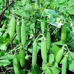 Premier seeds direct for sale  Delivered anywhere in UK