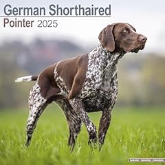 German shorthaired pointer for sale  Delivered anywhere in UK