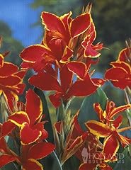 Lucifer dwarf canna for sale  Delivered anywhere in USA 