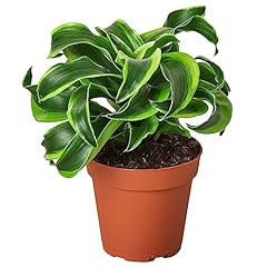 Dracaena tornado live for sale  Delivered anywhere in USA 