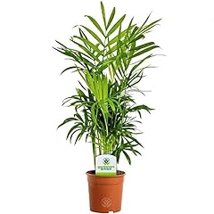 Chamaedorea elegans premium for sale  Delivered anywhere in UK