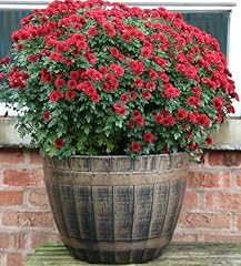 Traders large barrel for sale  Delivered anywhere in UK