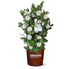 Gallon southern living for sale  Delivered anywhere in USA 