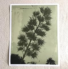 Evan hecox palm for sale  Delivered anywhere in USA 