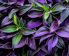 Zebrina tranescantia discolor for sale  Delivered anywhere in USA 