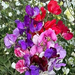 Sweet pea scentsational for sale  Delivered anywhere in UK