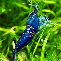 Swimming creatures blue for sale  Delivered anywhere in USA 