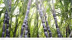 Sugar cane seeds for sale  Delivered anywhere in USA 