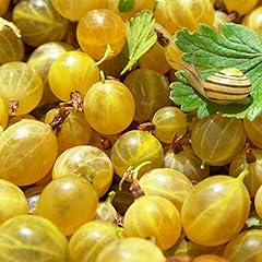 Gooseberry hardy fruit for sale  Delivered anywhere in UK