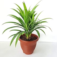 New fresh 10pcs for sale  Delivered anywhere in USA 