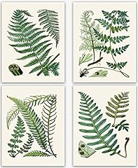 Fern botanical prints for sale  Delivered anywhere in UK