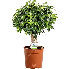 Ficus green kinky d'occasion  Livré partout en Belgiqu