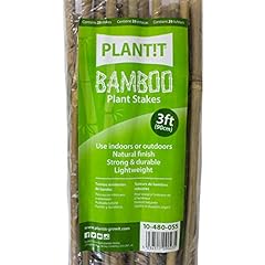 Plant 3ft bamboo for sale  Delivered anywhere in UK