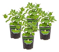 Bonnie plants sweet for sale  Delivered anywhere in USA 