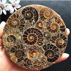 Natural ammonite disc for sale  Delivered anywhere in USA 