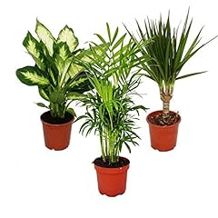 Exotenherz indoor plant for sale  Delivered anywhere in UK