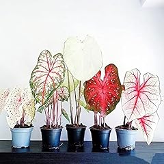 Alocasia seeds elefantenohr gebraucht kaufen  Wird an jeden Ort in Deutschland