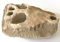 Turtle fossil replica for sale  Delivered anywhere in USA 