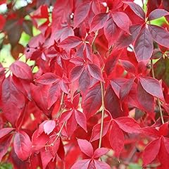 Parthenocissus quinquefolia vi for sale  Delivered anywhere in UK